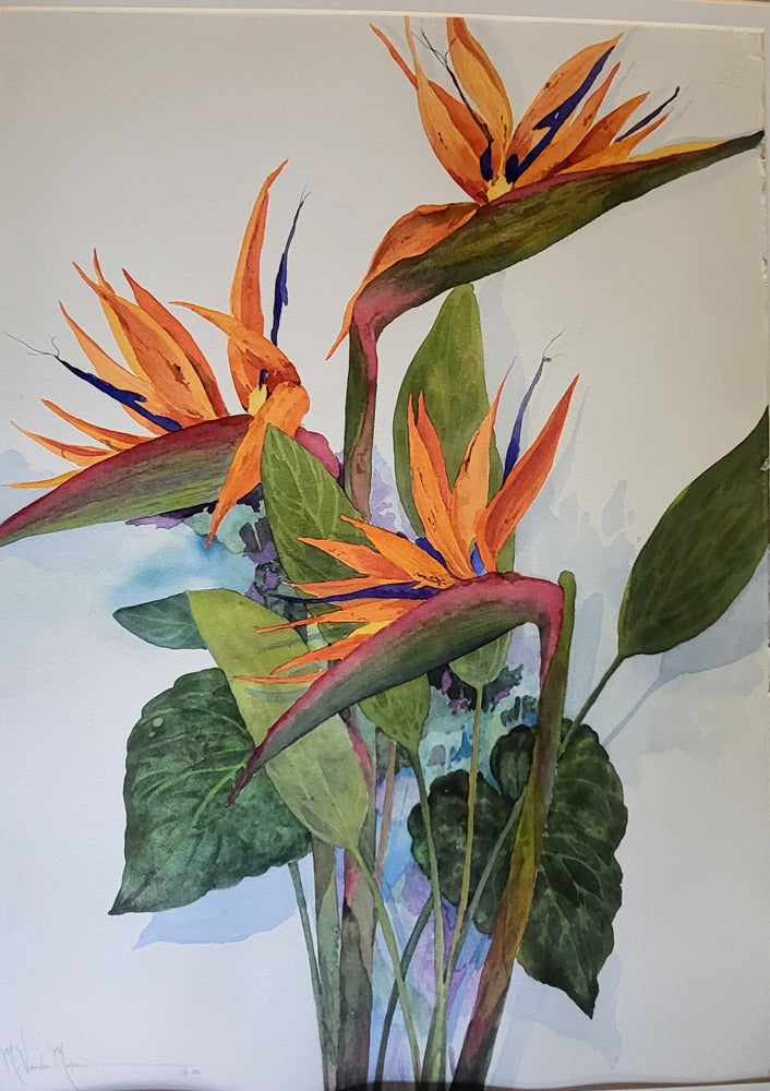 Birds of Paradise