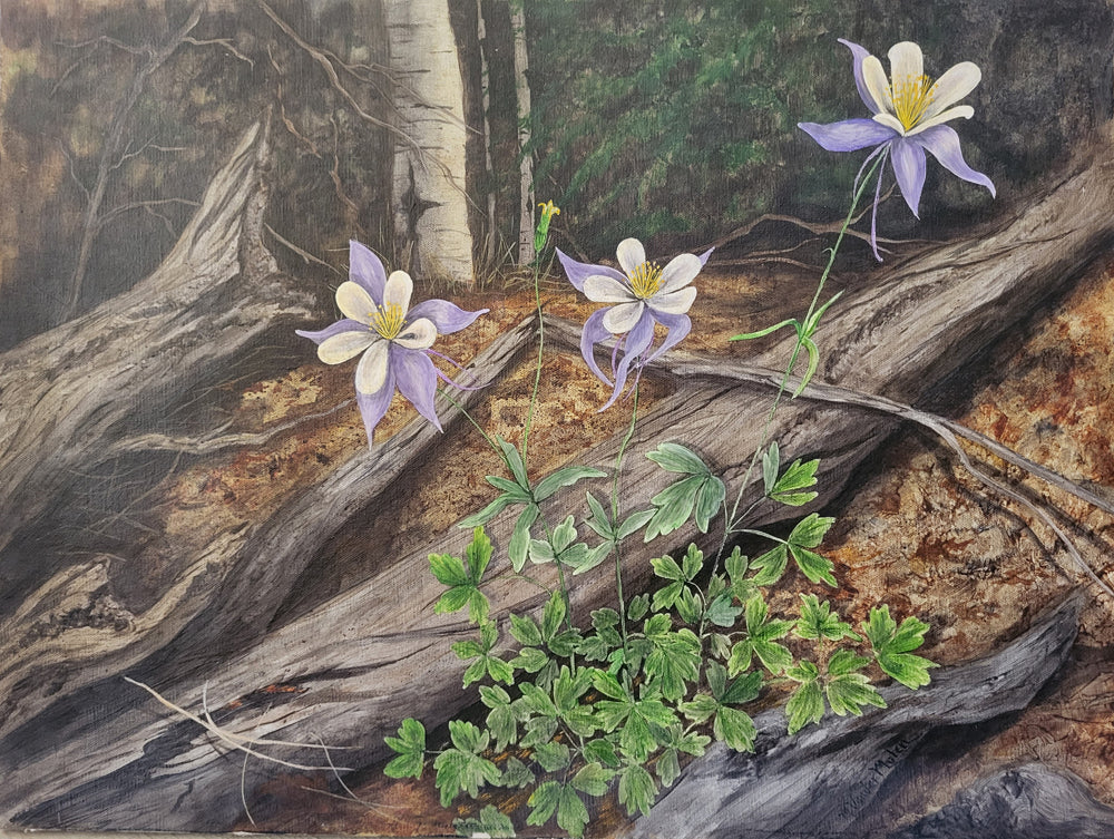 "Forest Columbines"