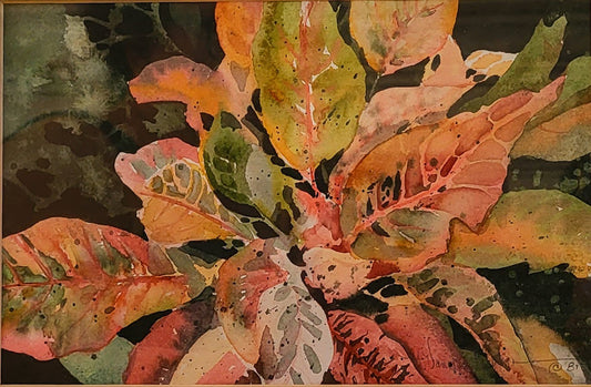 “Croton”